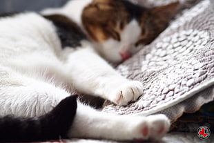 selective focus photography of white, black, and brown cat sleeping on gray floral pillow
