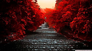 gray road between red leafed trees wallpaper, path