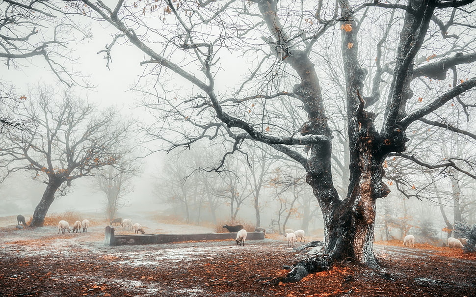 brown animals, winter, mist, cold, trees HD wallpaper