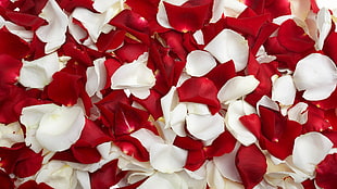 white and red petals