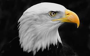 American Eagle, eagle, animals, birds HD wallpaper