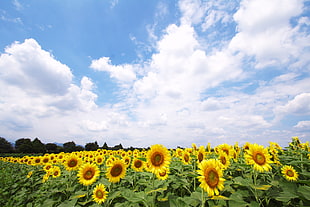 panoramic photography of Sunflower filed under white clouds HD wallpaper