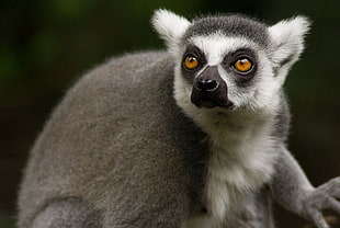 gray and black lemur