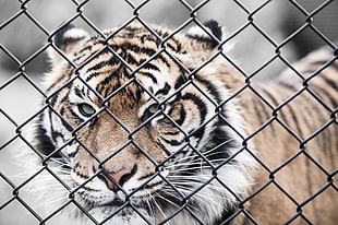 close-up photography of tiger beside chain link fence