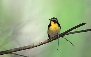 black and yellow robin