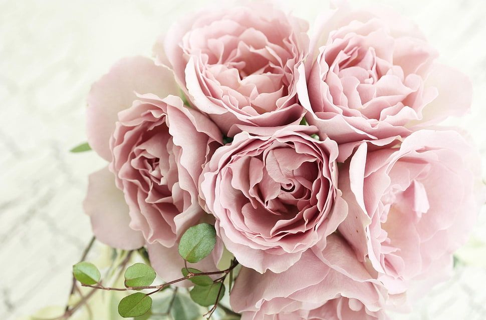 person taking of bouquet of pink roses HD wallpaper