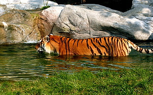 brown and black tiger on body of water
