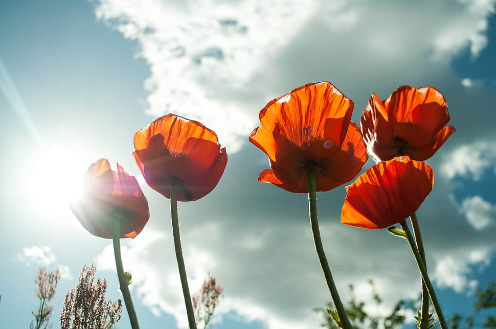 five orange Poppy flower during day time HD wallpaper