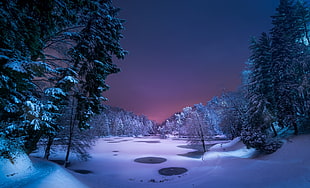 snow covered ground and pine trees wallpaper, night, landscape, snow, ice
