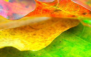 Leaf,  Autumn,  Dry,  Close-up HD wallpaper