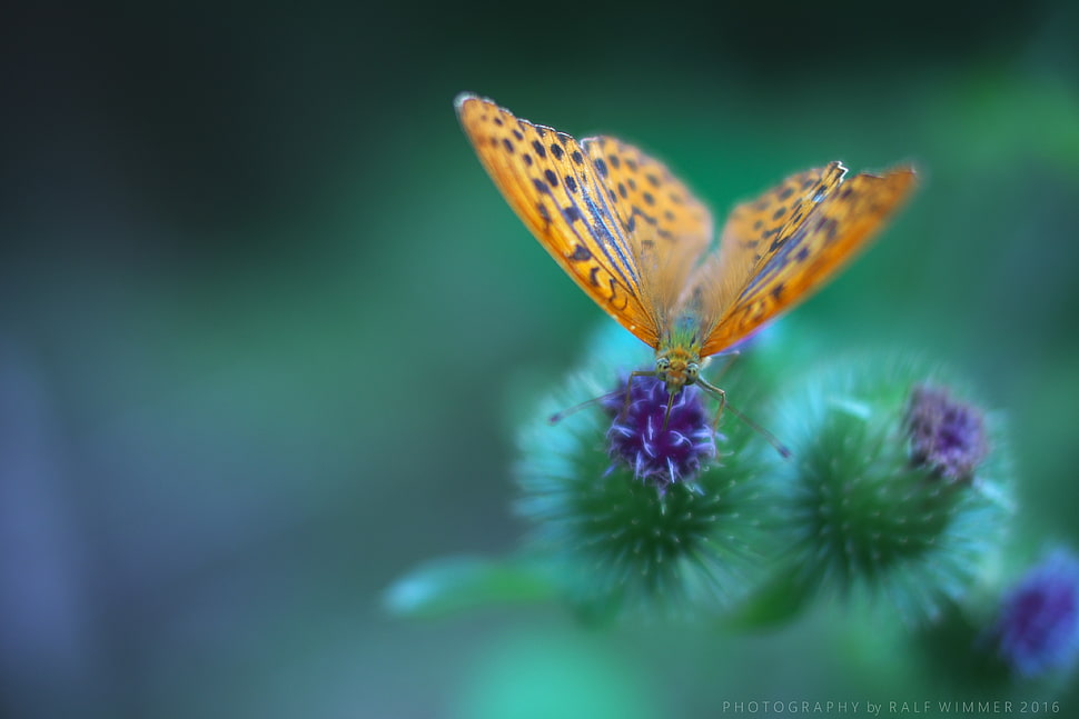 shallow focus photograph of yellow and purple butterfly on top of purple flower HD wallpaper