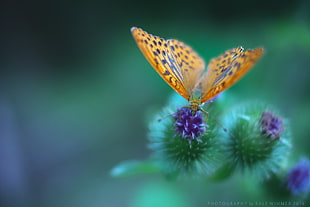shallow focus photograph of yellow and purple butterfly on top of purple flower