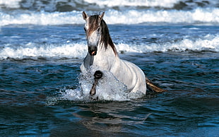 white and brown horse on body of water