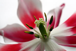 close up photo of a red and white petaled flower, tulip