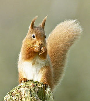 brown squirrel animal, red squirrel HD wallpaper