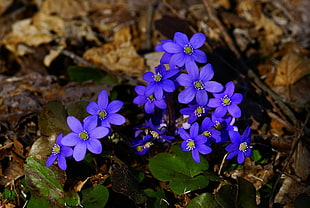 closeup photo of purple petaled flowers