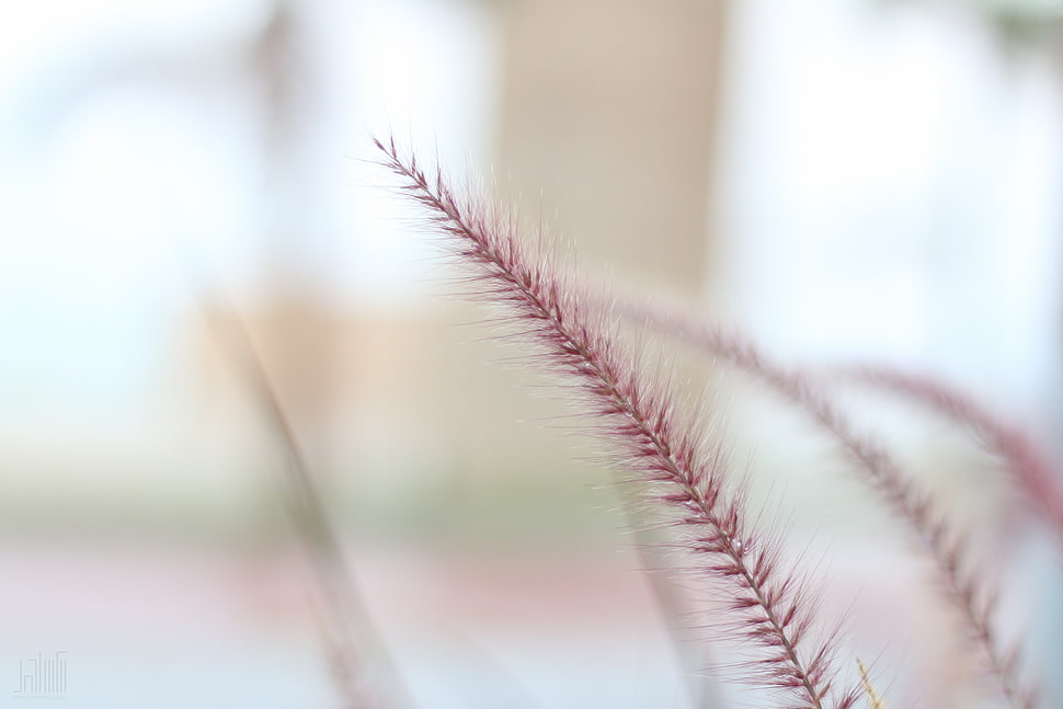 macro photography of red wheat HD wallpaper