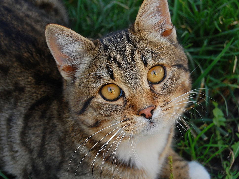 brown Tabby cat HD wallpaper