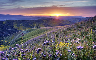 purple flower field during sunrise, california HD wallpaper