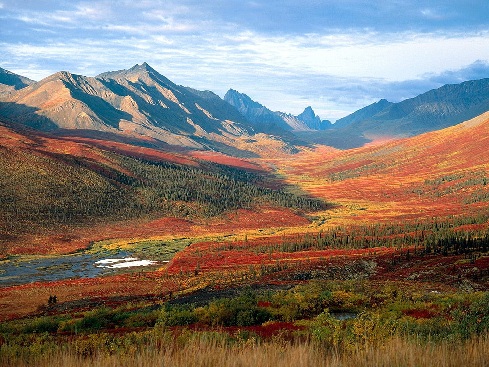 field with plants, mountains HD wallpaper