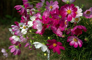 selective focus photo of white and pink Cosmos flowers
