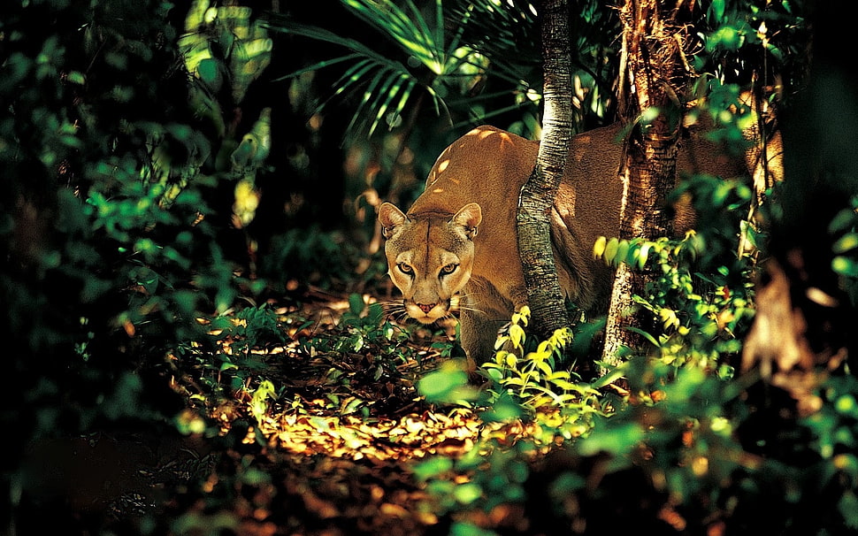 cheetah on forest HD wallpaper