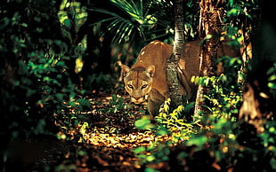 cheetah on forest