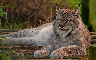 Lynx in closeup photo