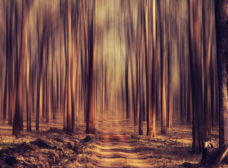 brown pathway, forest, trees, road, nature HD wallpaper