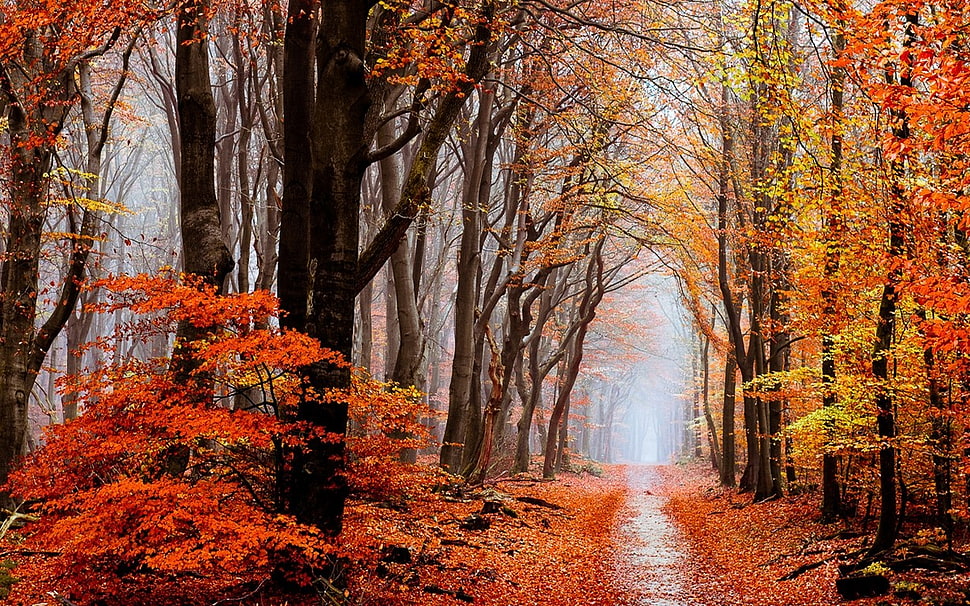 pathway surrounded by trees, nature, landscape, fall, forest HD wallpaper