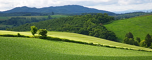 trees on hill with mountain background, biei