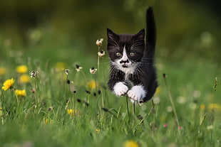 tuxedo kitten, animals, cat, jumping, grass