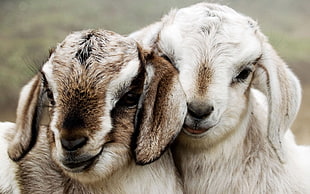 white, and brown goats