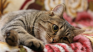 silver tabby cat, cat, yellow eyes, animals HD wallpaper