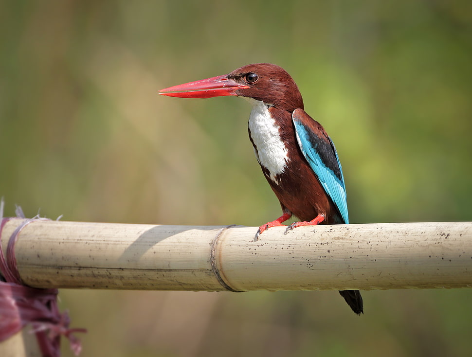 photography of brown, white and blue bird, kingfisher HD wallpaper