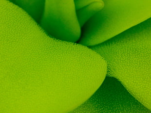 macro photography of green textile
