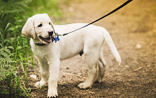 yellow Labrador retriever puppy with black dog leash