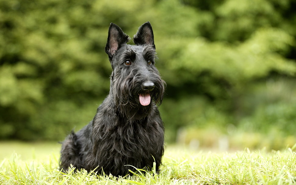 adult black Scottish Terrier HD wallpaper