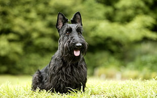adult black Scottish Terrier