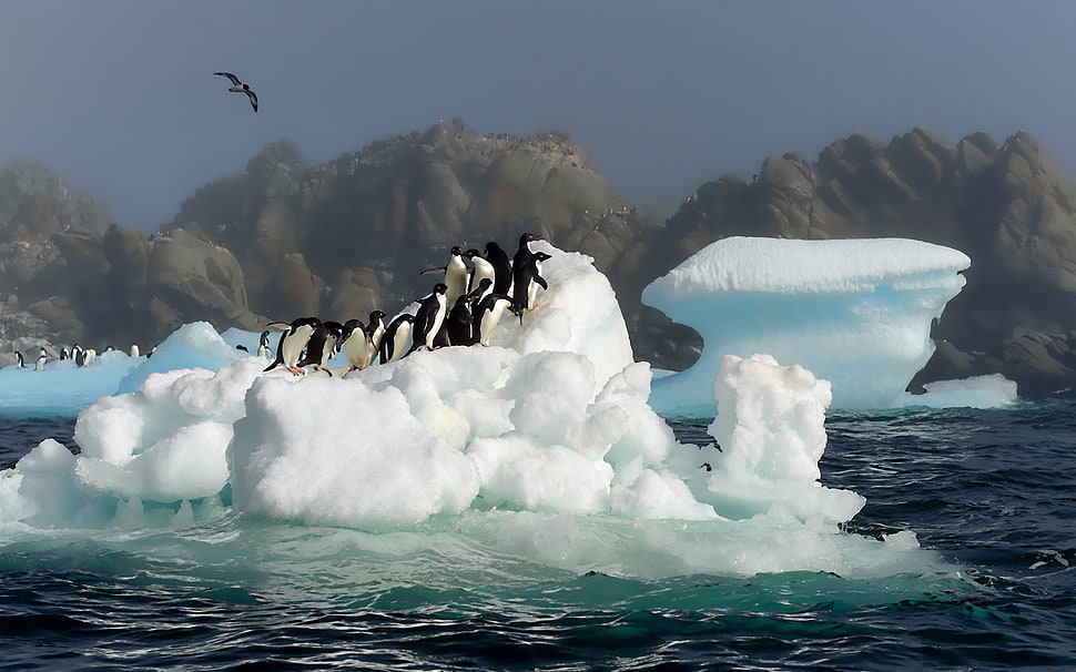 penguin standing on ice berg during daytime HD wallpaper