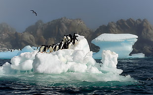 penguin standing on ice berg during daytime