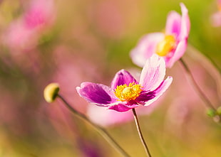 selective focus photo of purple and yellow petal flower during daytime, japanese