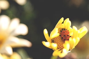 yellow Sunflower flower, Ladybird, Flower, Insect