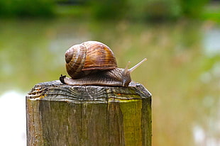 selective focus photograph of snail on wood stand