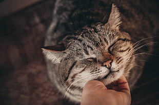 white and black tabby cat, hands, closed eyes, cat, animals