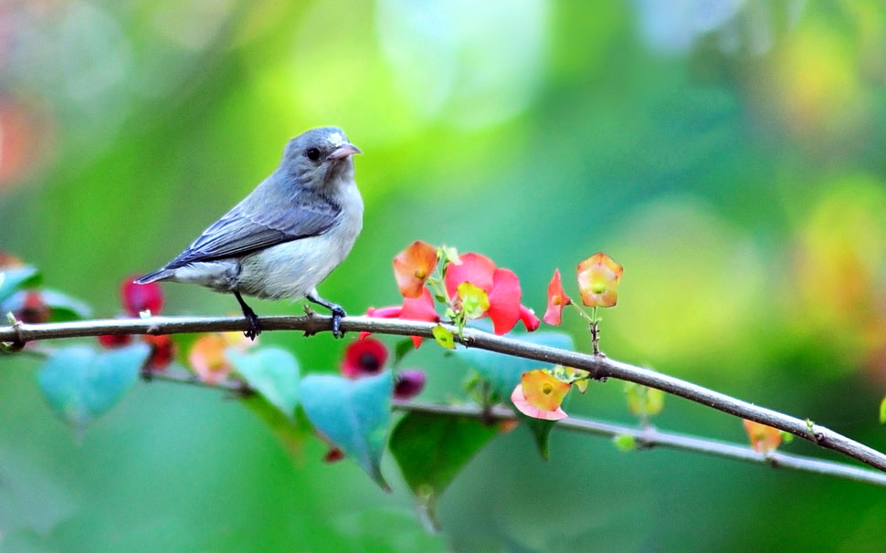 grey and white bird HD wallpaper