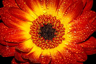 red and yellow Daisy flower in bloom with dew droplets