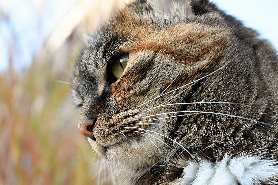brown tabby cat closed-up photo HD wallpaper