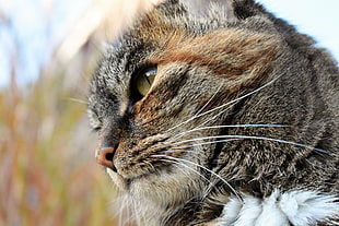 brown tabby cat closed-up photo