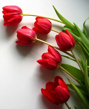 photo of red Tulip flower HD wallpaper